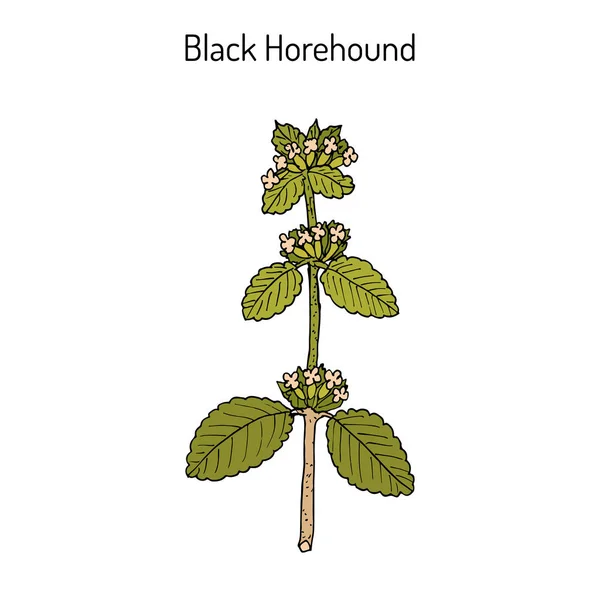 Чёрный хорехаунд Ballota nigra, лекарственное растение — стоковый вектор