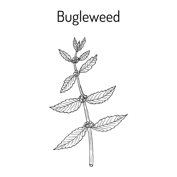 Bugleweed Lycopus europaeus, 또는 gypsywort, 물 horehound-약용 식물 — 스톡 벡터