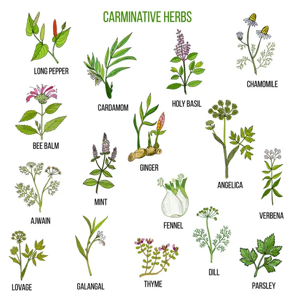 Carminative herbs. Hand drawn set — Stock Vector