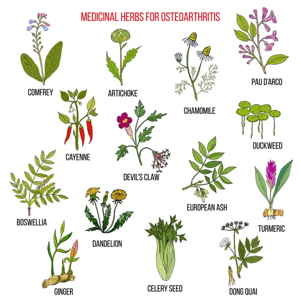 Las mejores hierbas medicinales para la osteoartritis — Vector de stock