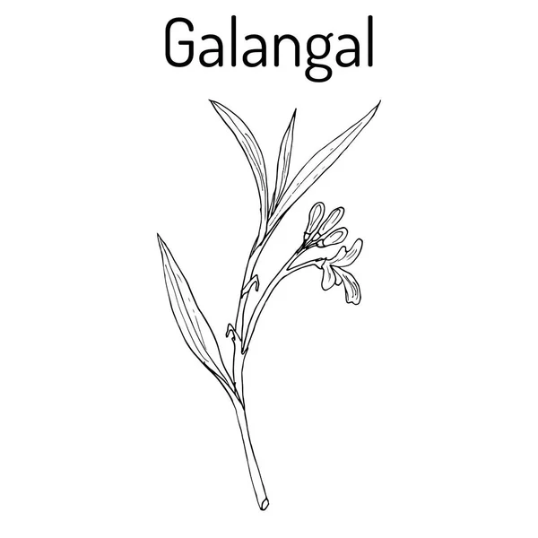 Εικονογράφηση Galangal, απαραίτητο θρεπτικό συστατικό για τη ζωή. — Διανυσματικό Αρχείο