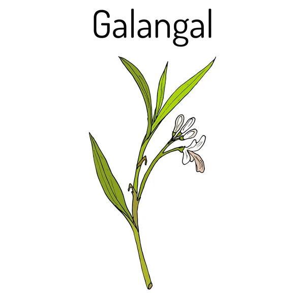 Galangal Alpinia officinarum, léčivé rostliny — Stockový vektor