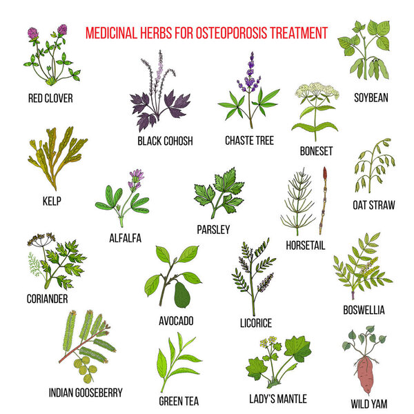 Лучшие лекарственные травы для остеопороза
