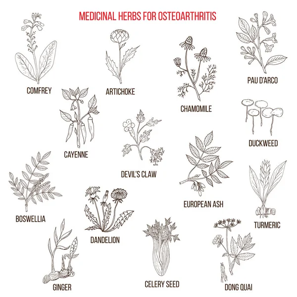 Las mejores hierbas medicinales para la osteoartritis — Vector de stock