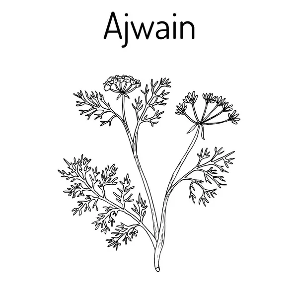 Ajwain trachyspermum ammi, ou ajowan caraway, erva daninha bispo, carom - erva especiaria — Vetor de Stock