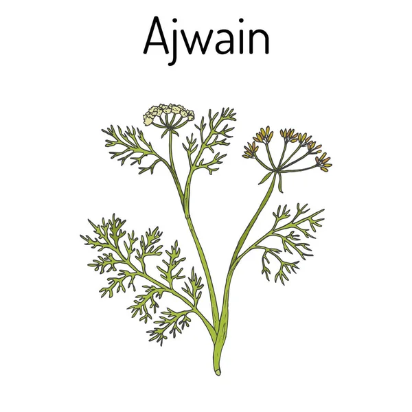 Ajwain trachyspermum ammi, ή ajowan κύμινο, ζιζανίων επισκόπου, καραμπίνα - καρύκευμα βότανο — Διανυσματικό Αρχείο