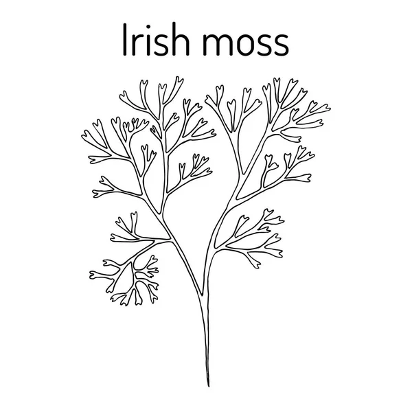 Mousse d'Irlande Chondrus crispus, algue rouge — Image vectorielle