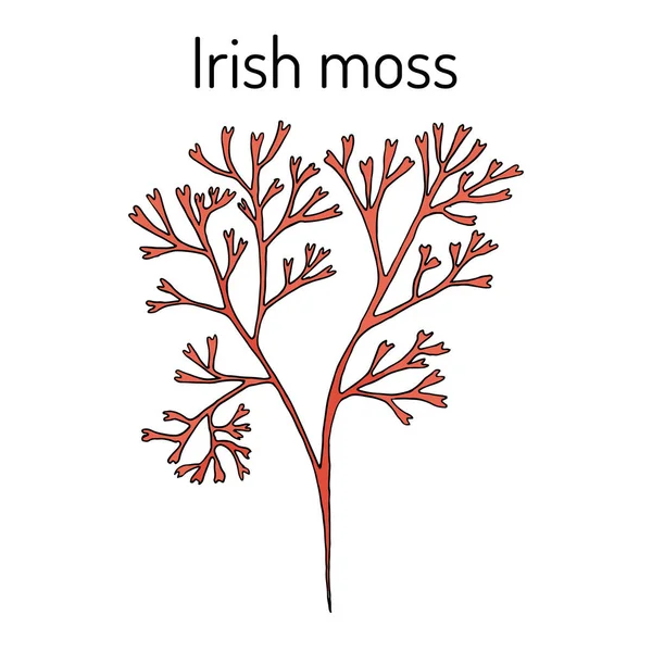 Musgo irlandês Chondrus crispus, alga vermelha — Vetor de Stock