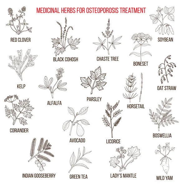 最好中草药治疗骨质疏松症 — 图库矢量图片