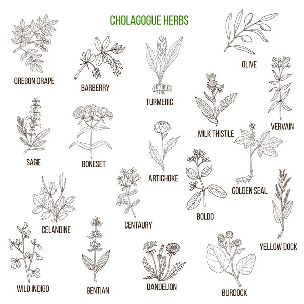 Cholagogue herbs. Hand drawn set — Stock Vector