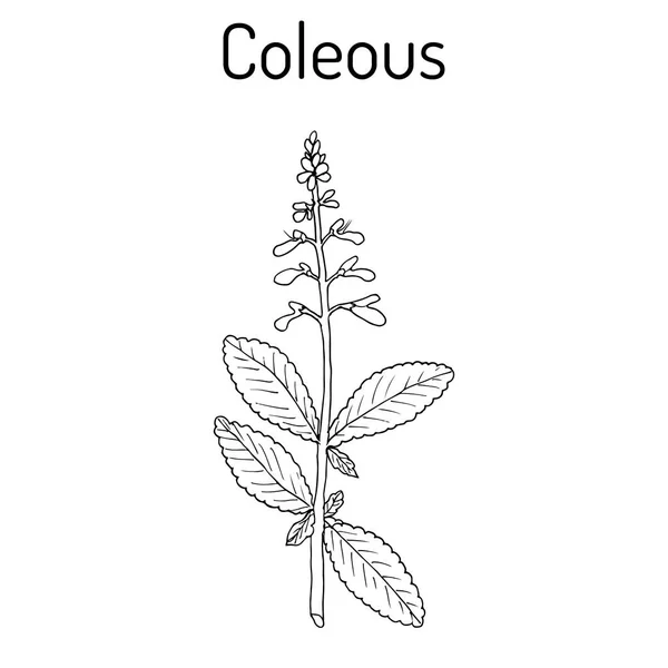印度彩叶香茶菜 barbatus 或喉鞘蕊花。药用植物 — 图库矢量图片