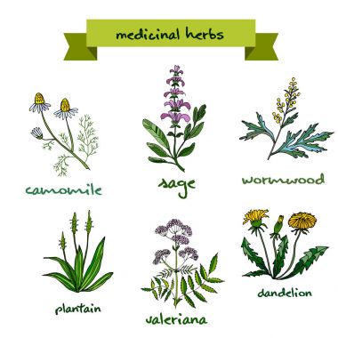 şifalı bitkiler. Elle çizilmiş illüstrasyon