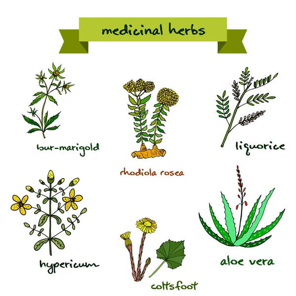 Plantas medicinais. Ilustração desenhada à mão —  Vetores de Stock