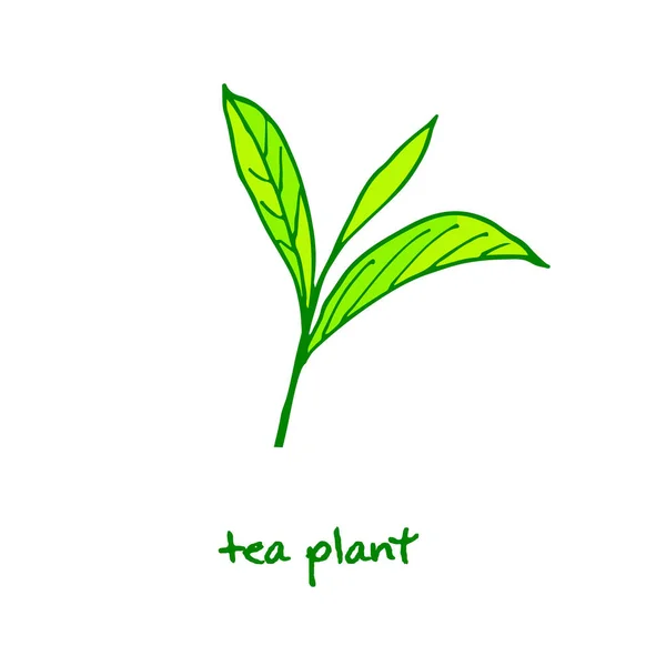 Planta de té verde. ilustración dibujada a mano — Vector de stock