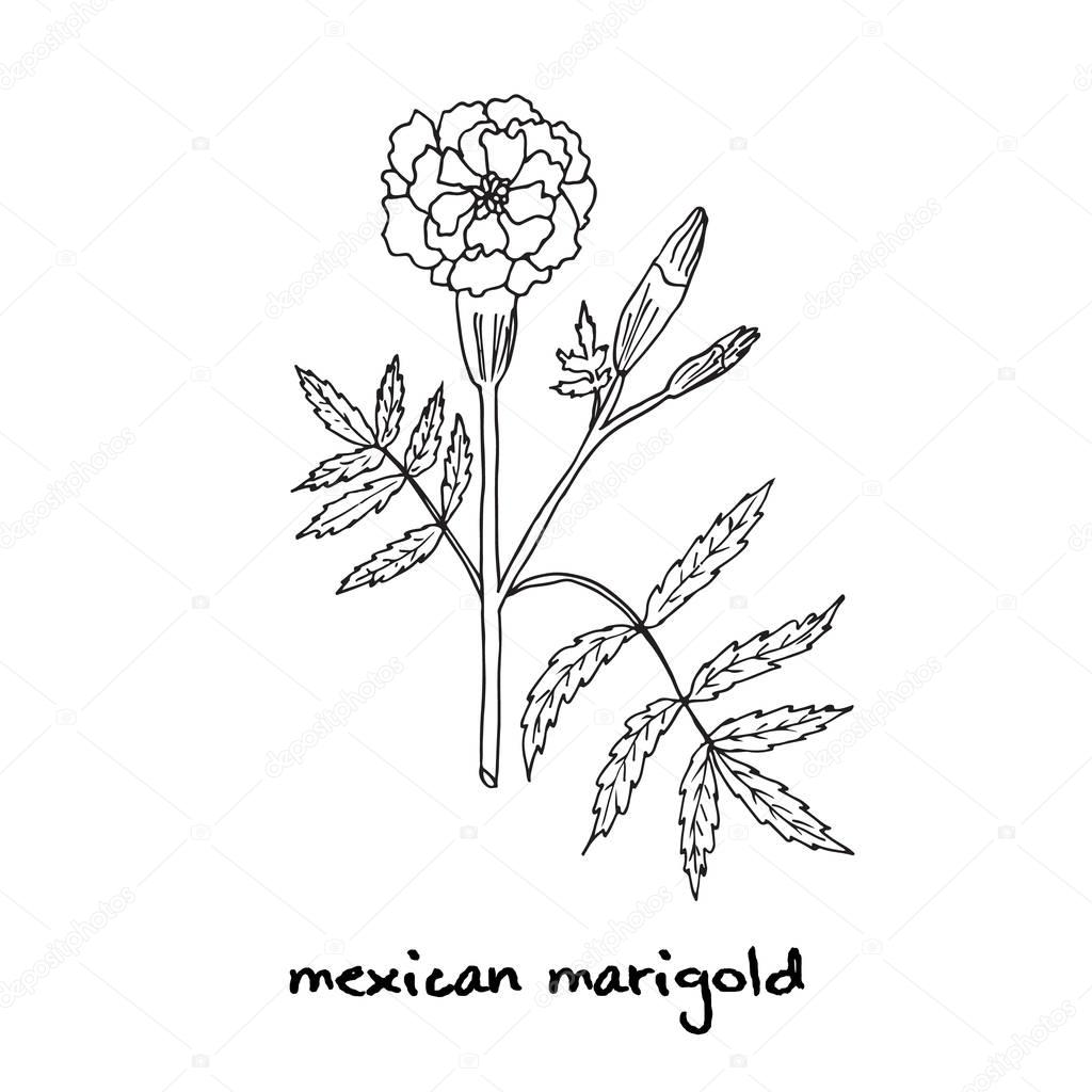 Tagetes, or french marigold, hand drawn botanical vector illustration