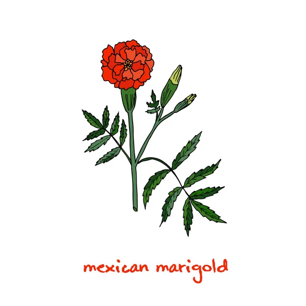 Чорнобривці або французькою marigold, Рука витягнути ботанічні Векторні ілюстрації — стоковий вектор