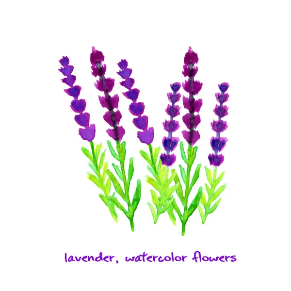 Watercolor lavender collection — Stock Vector