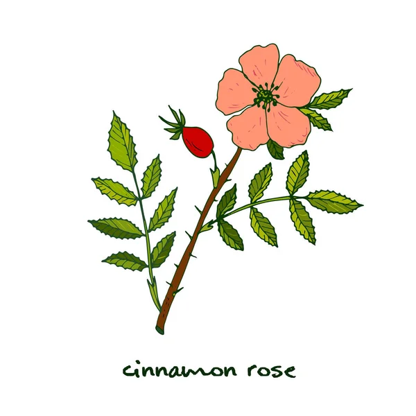 Canela rosa planta medicinal — Vector de stock