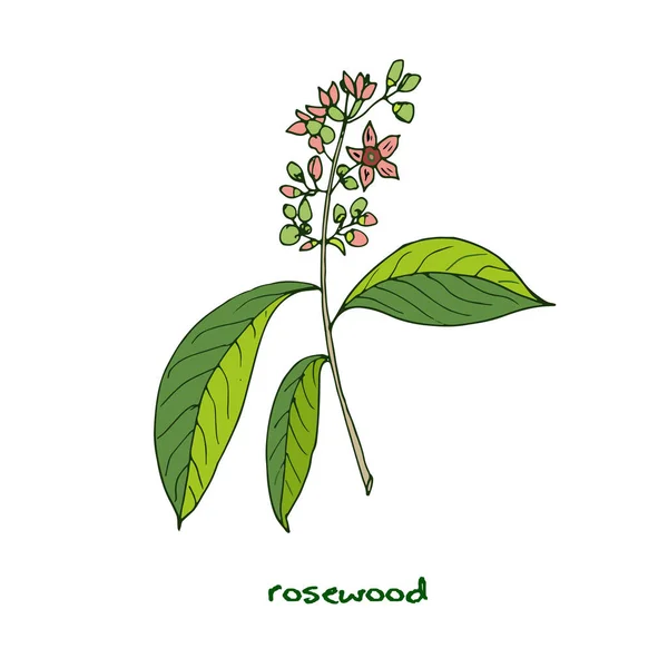 Planta aromática de palisandro brasileño — Vector de stock