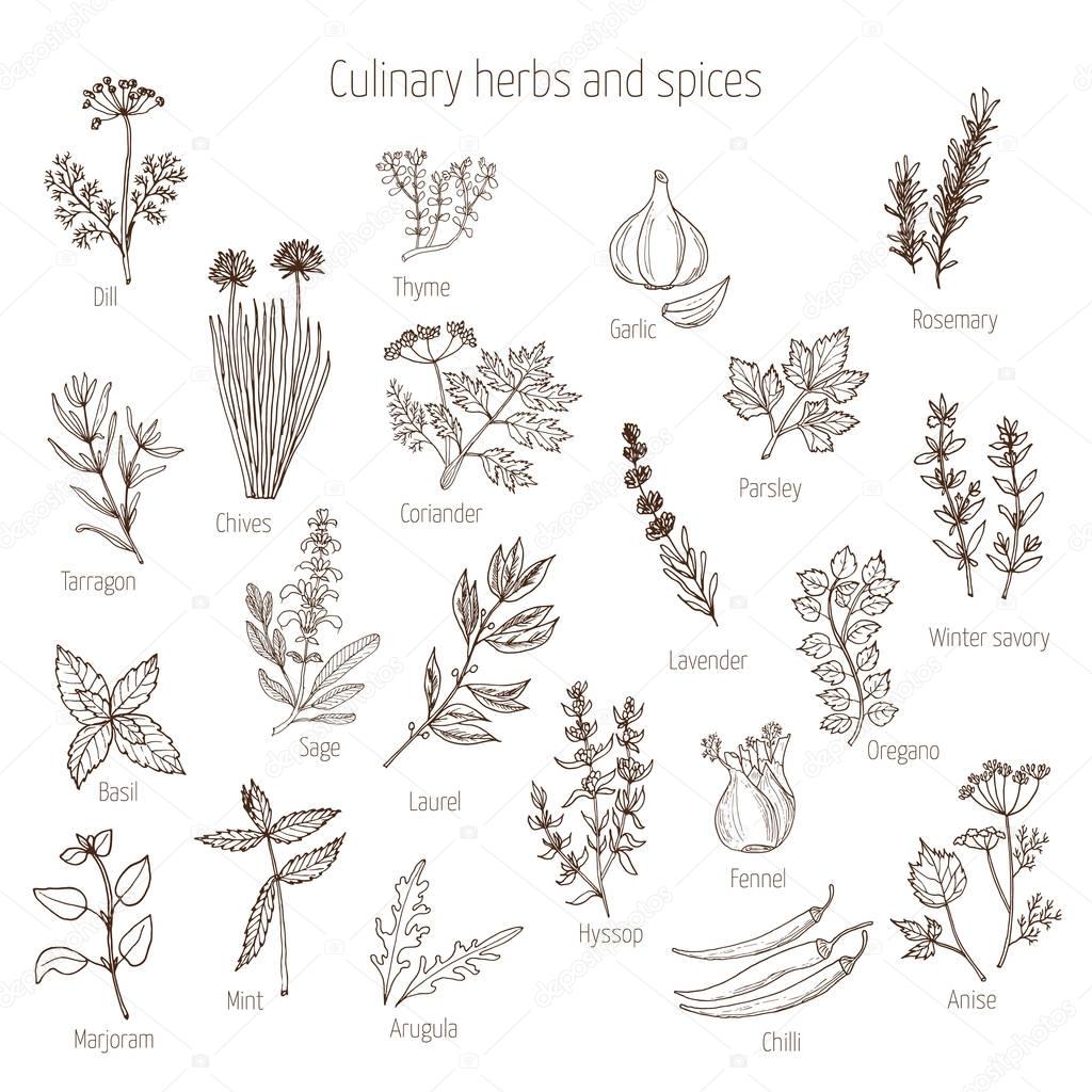 Set of culinary herbs and spices