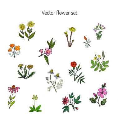 Çiçek elle çizilmiş botanik illüstrasyon ayarla