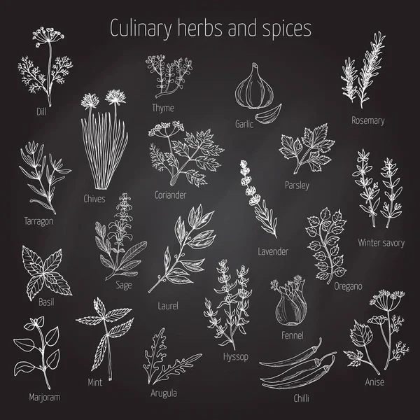 Ensemble d'herbes et d'épices culinaires — Image vectorielle