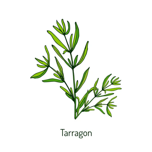 Таррагон, ароматическая трава на кухне — стоковый вектор