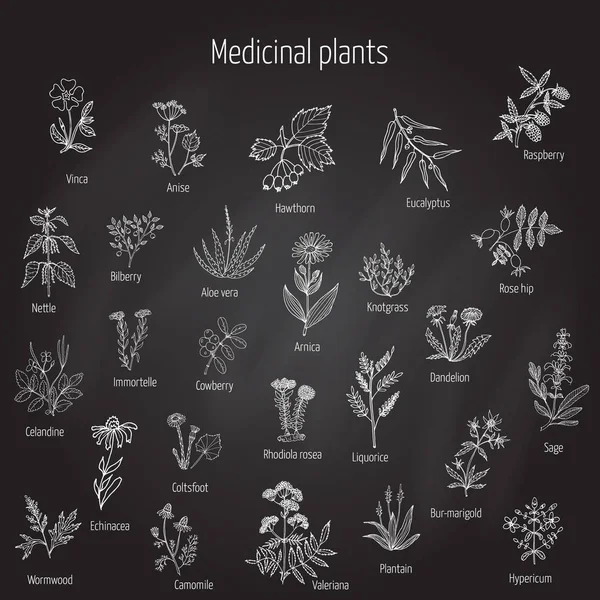 Ervas e plantas medicinais desenhadas à mão . — Vetor de Stock