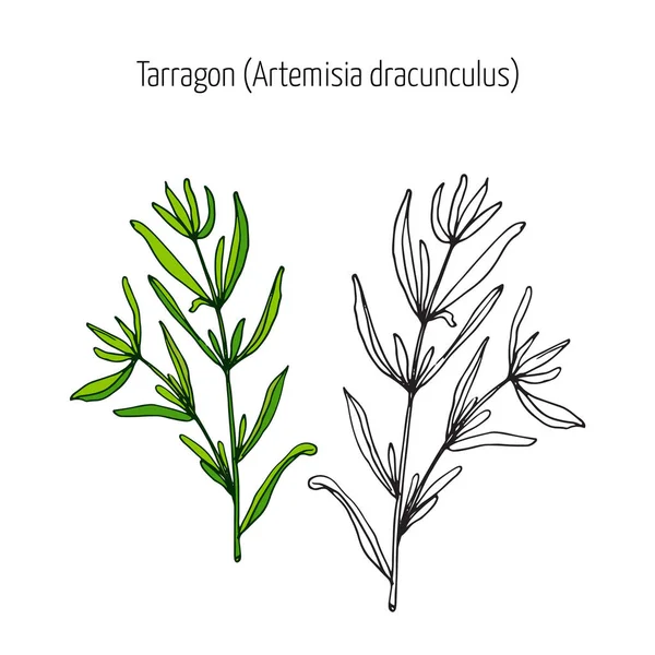 Dragoncello, erbe aromatiche da cucina — Vettoriale Stock