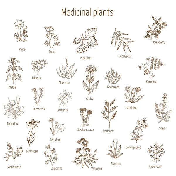 Hierbas y plantas medicinales extraídas a mano — Vector de stock