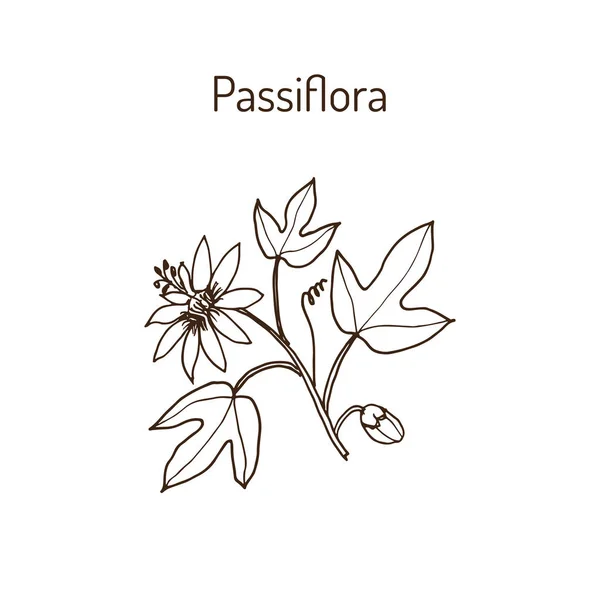 Πασσιφλόρα ή λουλούδια πάθος — Διανυσματικό Αρχείο