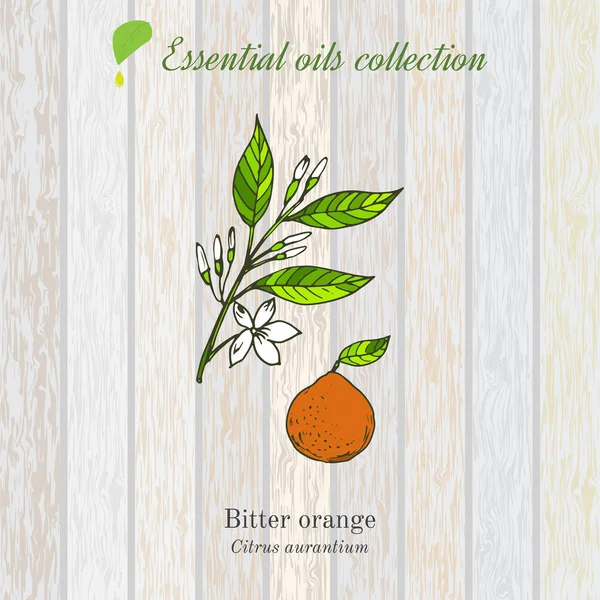 Bitter oranje etherische olie label, aromatische plant. — Stockvector