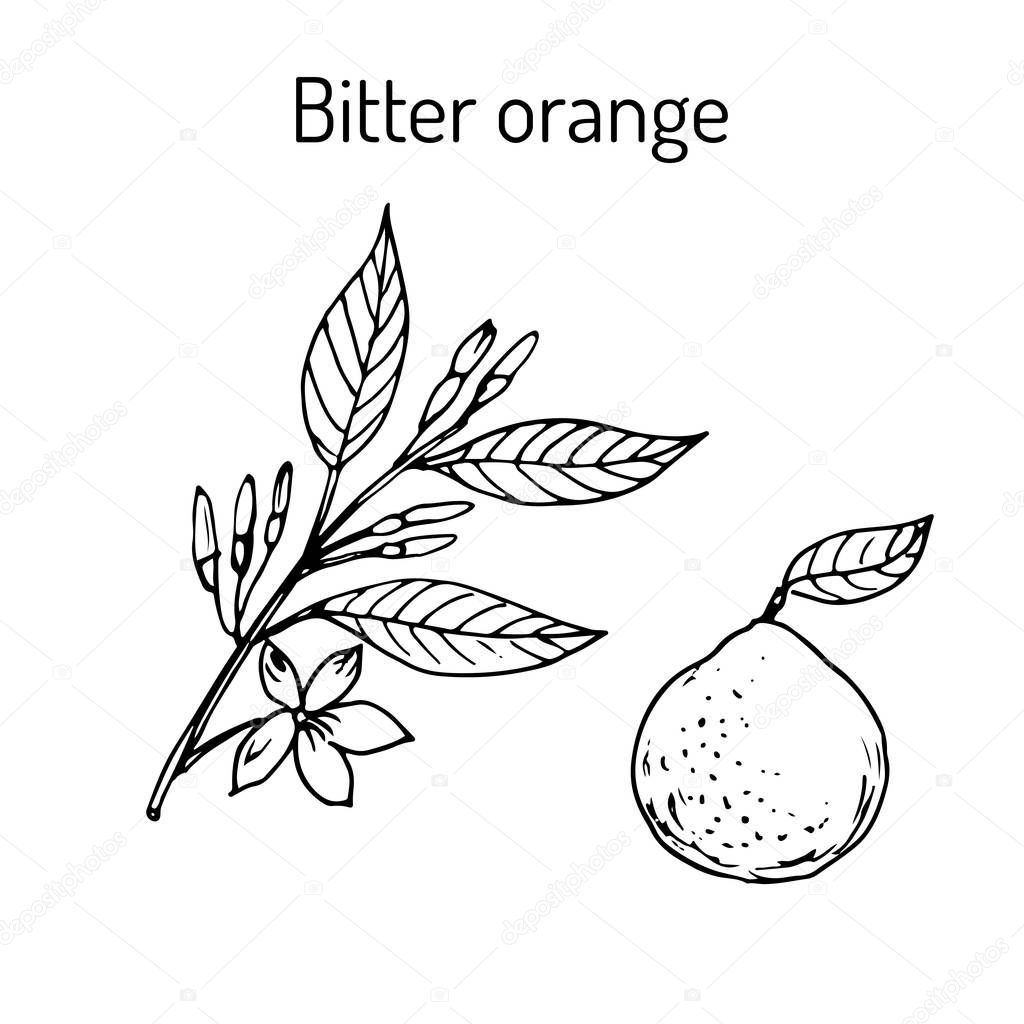 Bitter orange twig with flowers