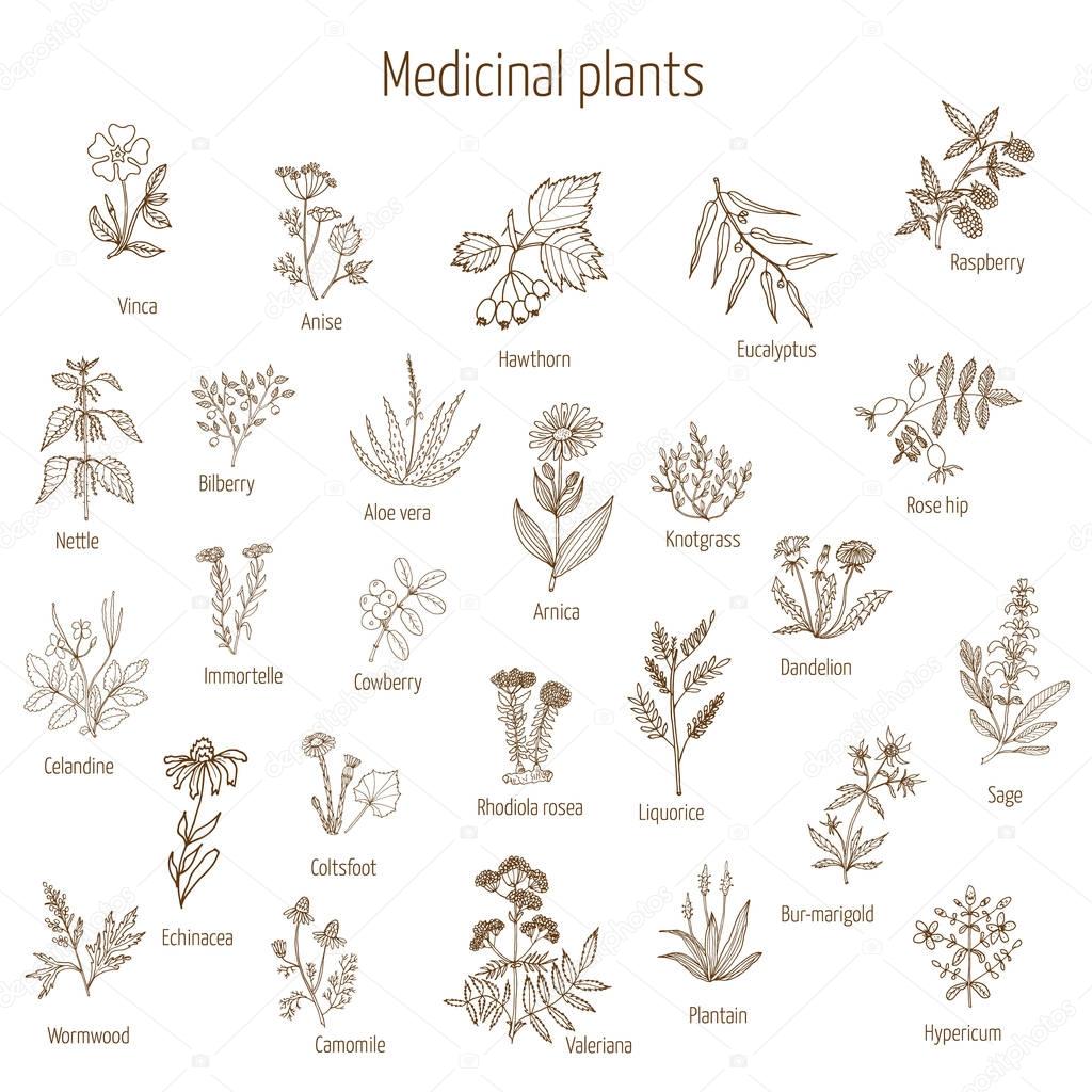hand drawn medical herbs and plants