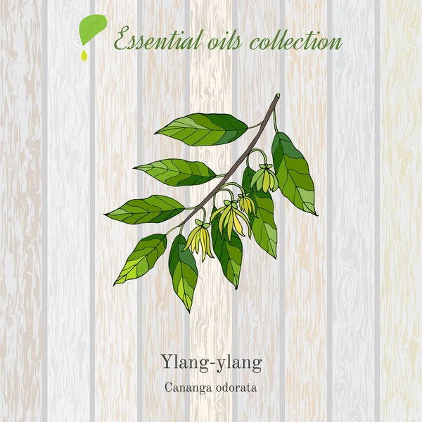 Etiqueta de aceite esencial de Ylang-ylang . — Vector de stock