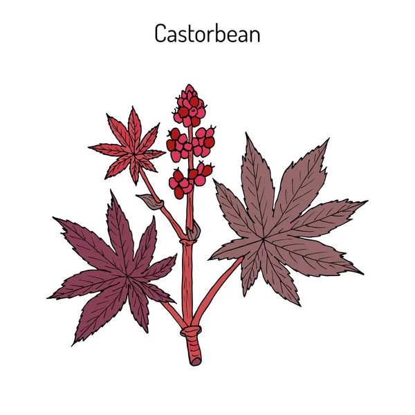 Castorbean, 또는 비버 오일 공장 아주까리 라고도, 약용 식물 — 스톡 벡터