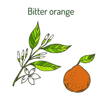 Bitter orange twig with flowers clipart