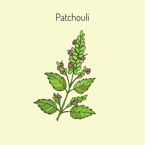 Pachouli - planta aromática e medicinal — Vetor de Stock