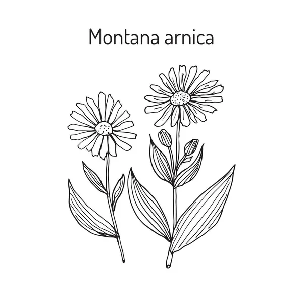 Erva medicinal arnica montana — Vetor de Stock
