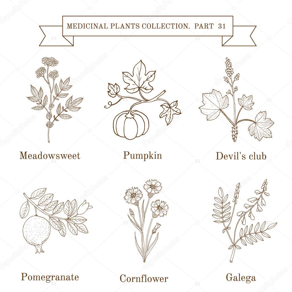 Vintage collection of hand drawn medical herbs and plants, meadowsweet, pumpkin, devil club, pomergranate, cornflower, galeda