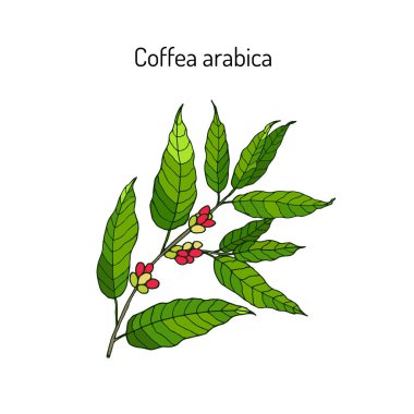 El yapımı kahve ağacı dalı