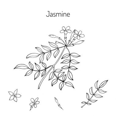 Jasmin şube çiçekli