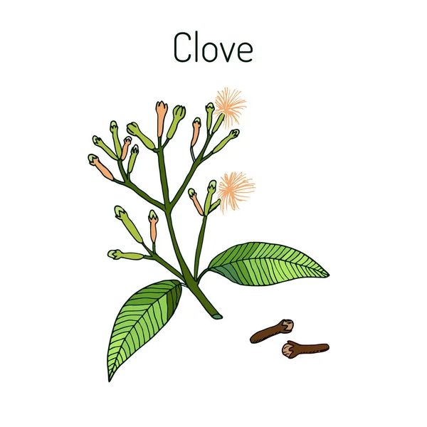 Clove, natural spice — Stock Vector