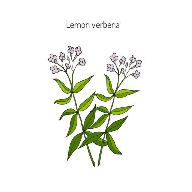 Lemon verbena aromatic and medicinal plant. clipart