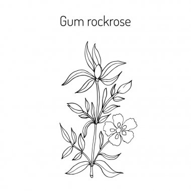 Gum rockrose - Cistus ladanifer clipart