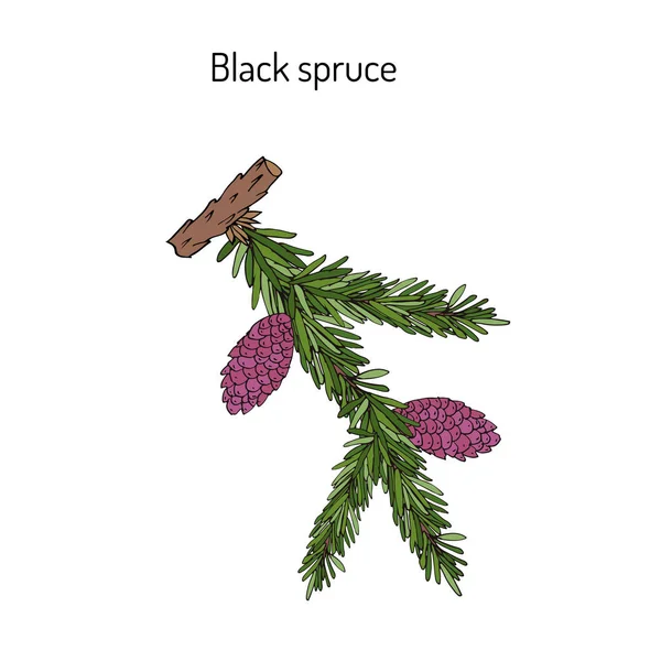 Picea mariana mustakuusi — vektorikuva