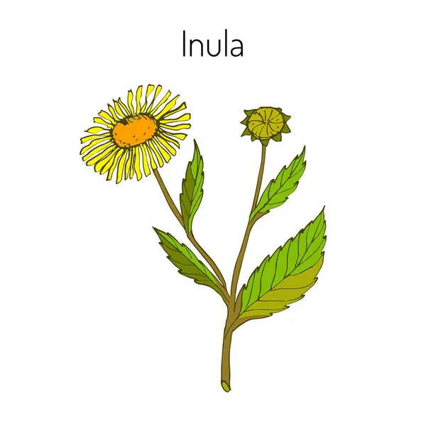 Inula. Ilustración vectorial — Vector de stock