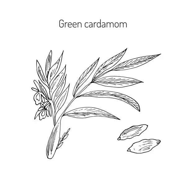 Planta aromática verde o verdadero cardamomo — Vector de stock