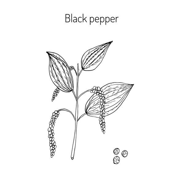 Black Pepper plant