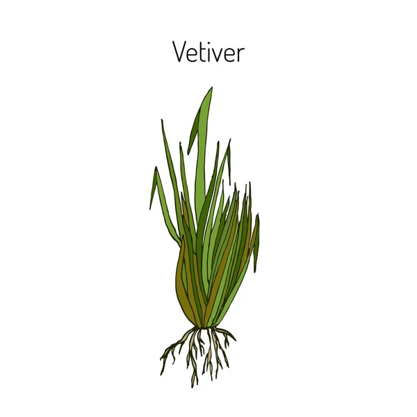 Vetiver pianta aromatica e medicinale . — Vettoriale Stock